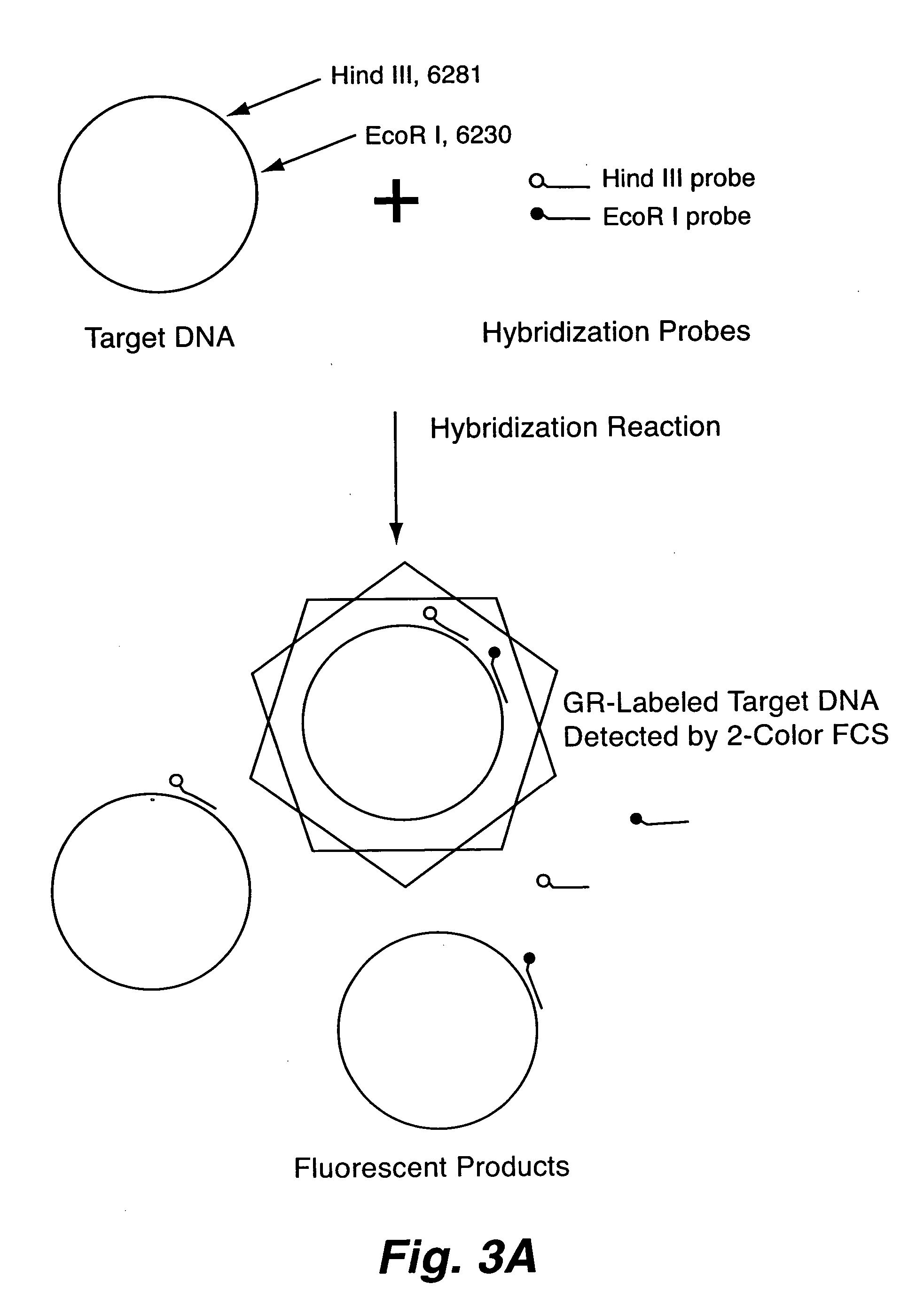 Rapid haplotyping by single molecule detection