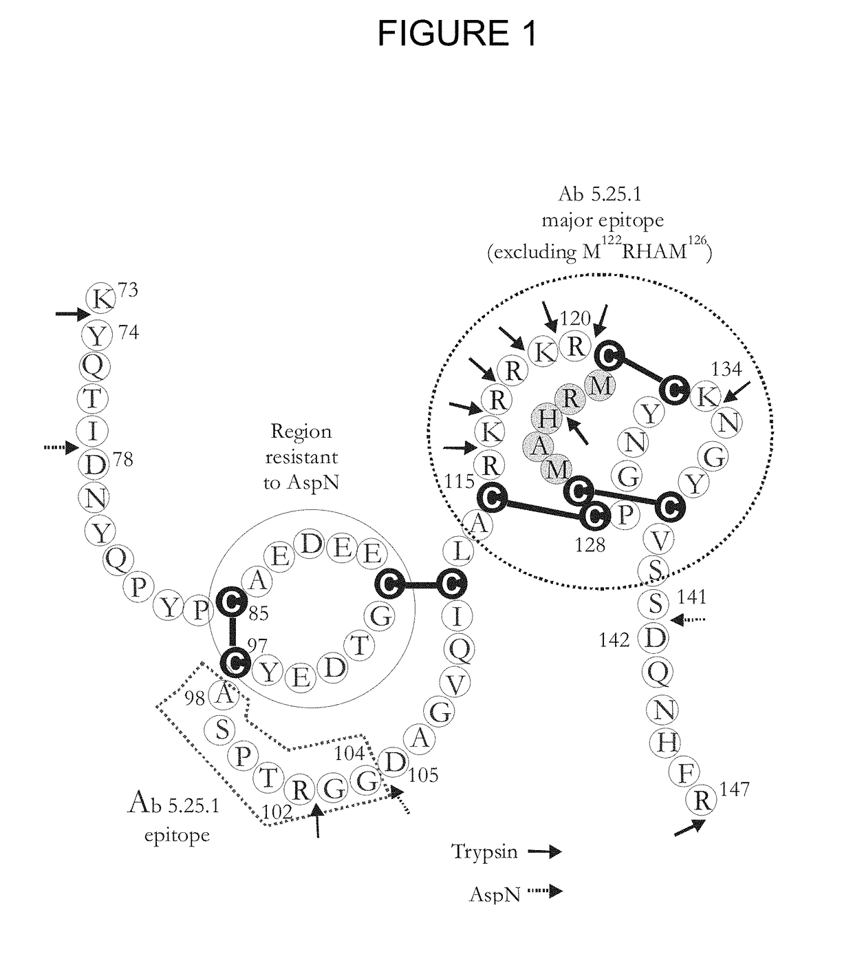 Dkk1 antibodies and methods of use