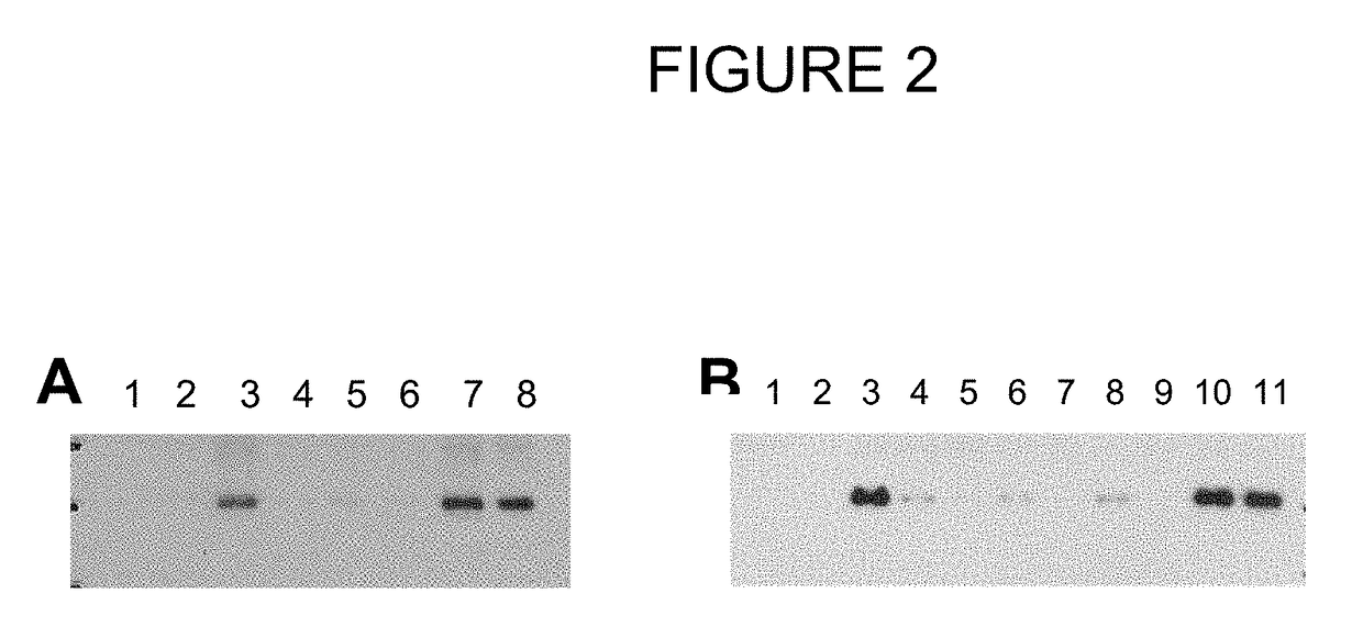 Dkk1 antibodies and methods of use