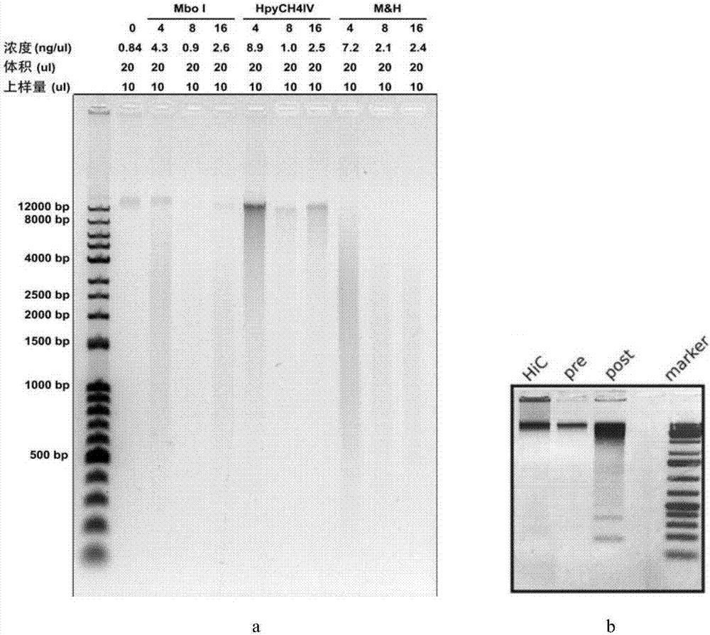 Few-cell-based whole genome chromatin high resolution conformation technology eHi-C2.0