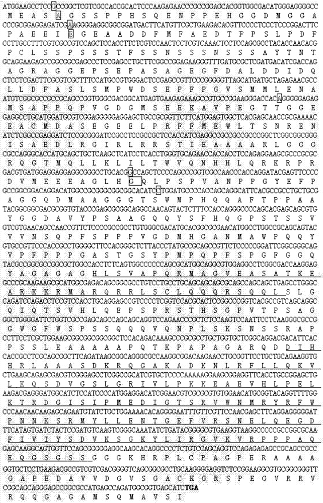 Application of transcription factor VP1 in regulating crop plant height and grain starch content