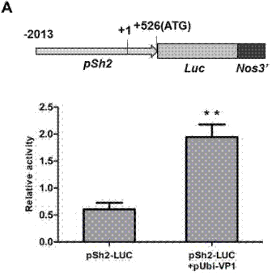 Application of transcription factor VP1 in regulating crop plant height and grain starch content