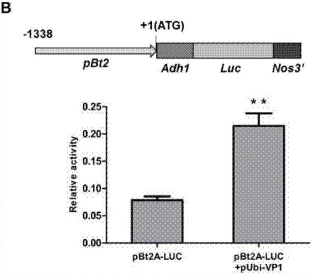 Application of transcription factor VP1 in regulating crop plant height and grain starch content