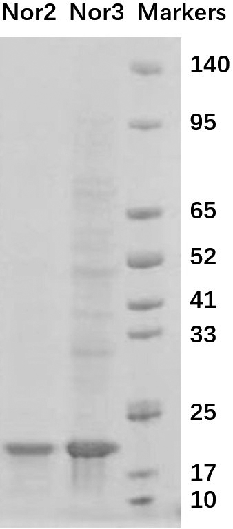 Nanometer antibody targeting norovirus protein and application thereof