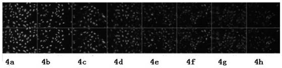 M&lt;6&gt;A recombinant rabbit monoclonal antibody and preparation method thereof