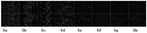 M&lt;6&gt;A recombinant rabbit monoclonal antibody and preparation method thereof