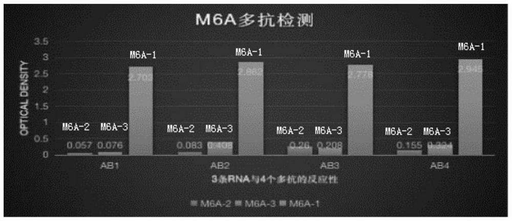 M&lt;6&gt;A recombinant rabbit monoclonal antibody and preparation method thereof