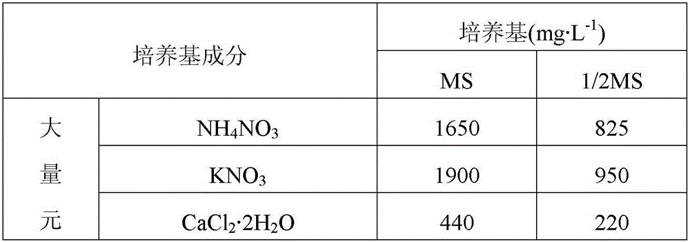 Method for carrying out in-vitro culturing on adventitious buds of juglans mandshurica maxim and inducing plant regeneration