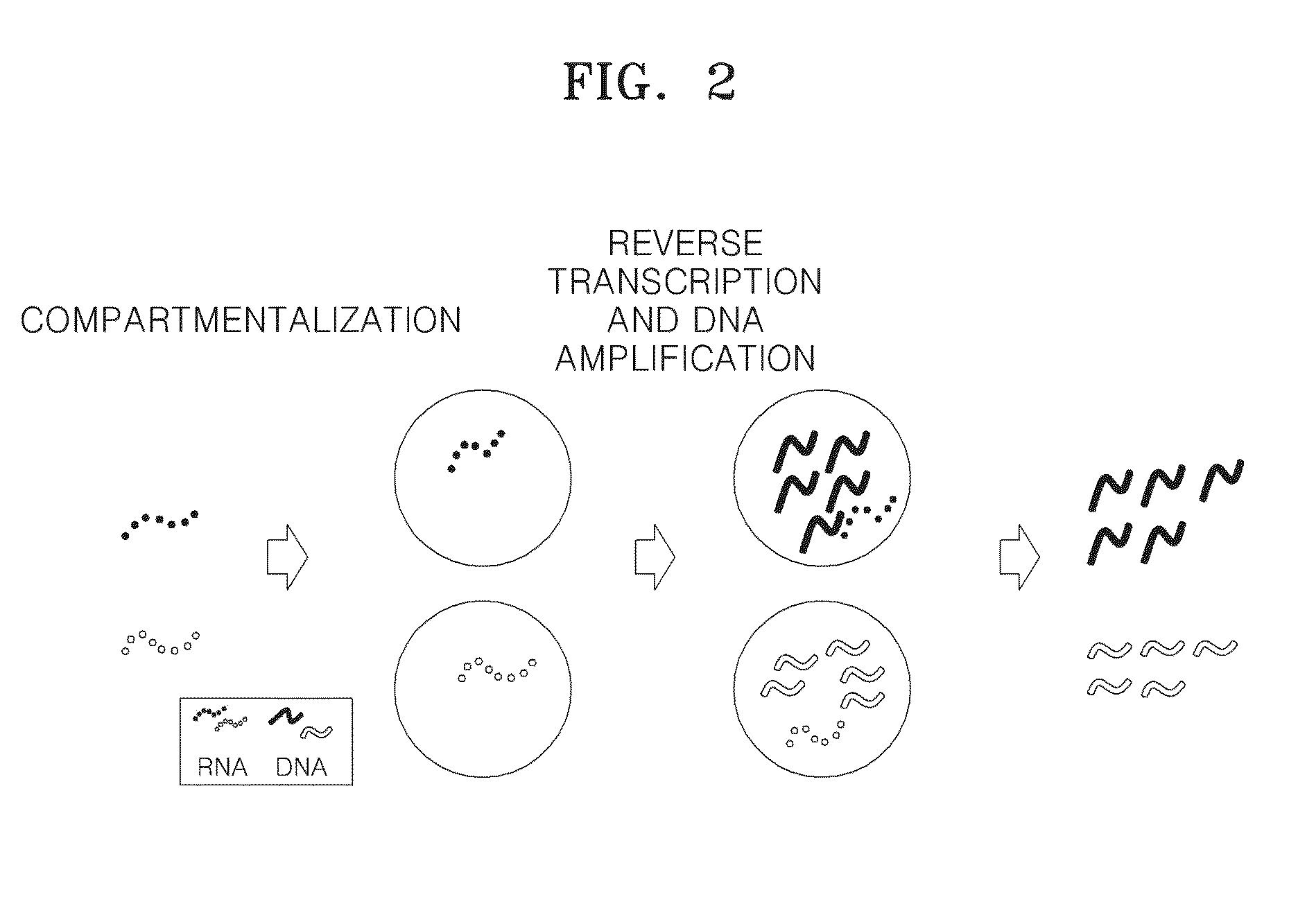 Method of amplifying DNA from RNA in a sample