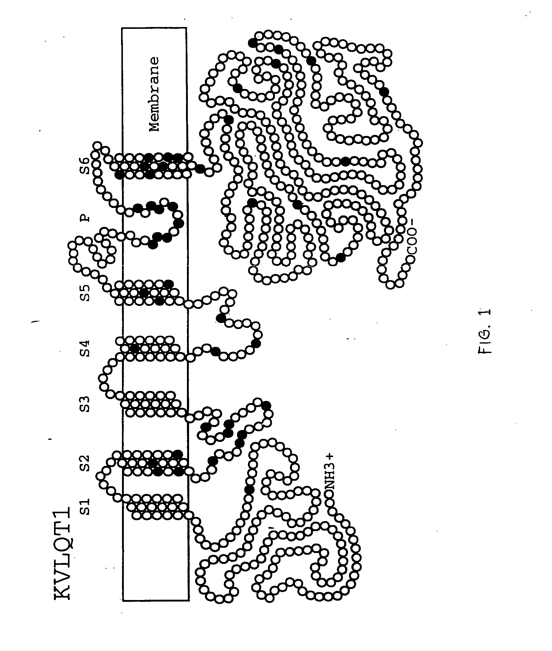 Alterations in the long QT syndrome genes KVLQT1 and SCN5A and methods for detecting same