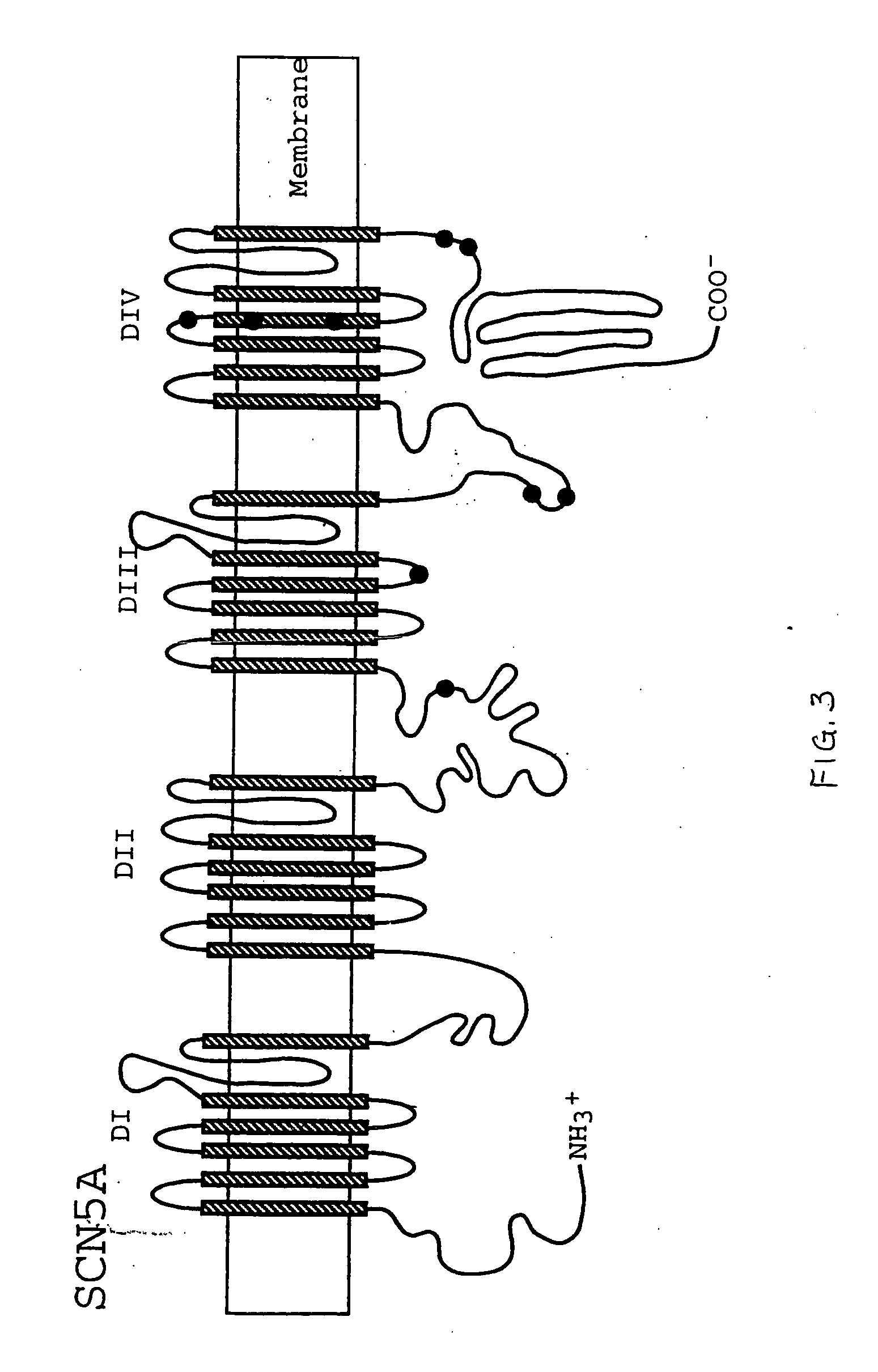 Alterations in the long QT syndrome genes KVLQT1 and SCN5A and methods for detecting same