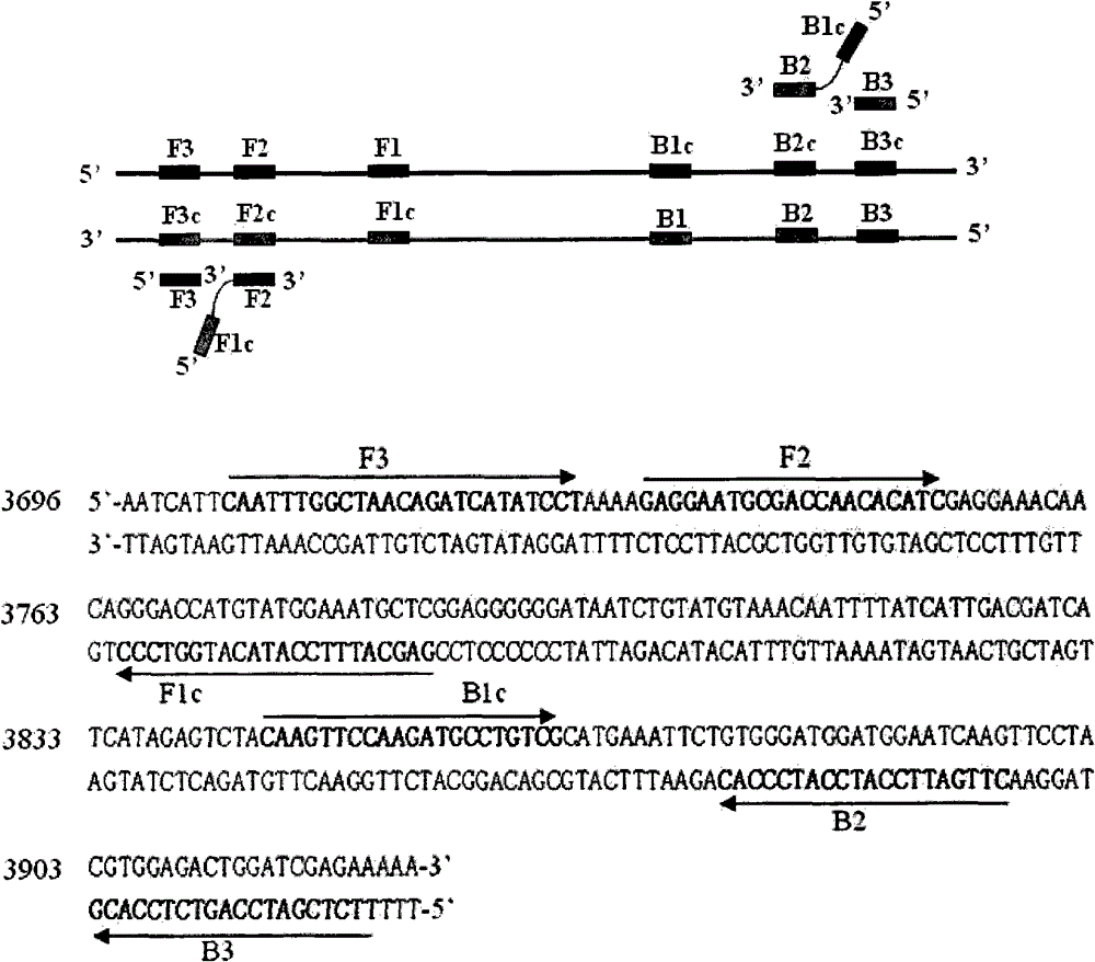 Method and kit for detecting reverse transcription-loop mediated isothermal amplification (RT-LAMP) of pike fry rhabdovirus (RFRV)