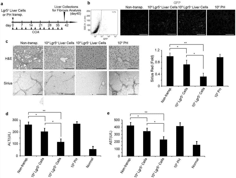 Induction method of Lgr5&lt;+&gt; (leucine-rich repeat-containing g-protein coupled receptor 5&lt;+&gt;) hepatic stem cells, and application thereof in detection