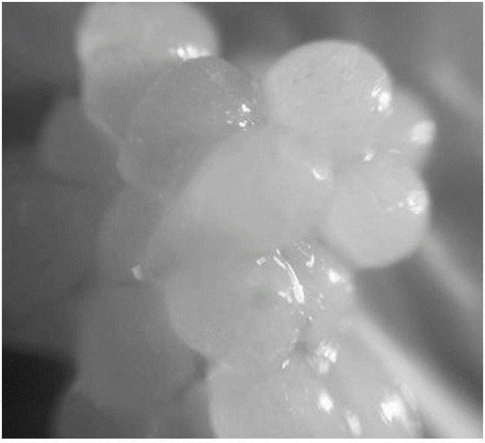 Brevendimonas vesicularis strain and application thereof in preparing immobilized microbial adsorbent