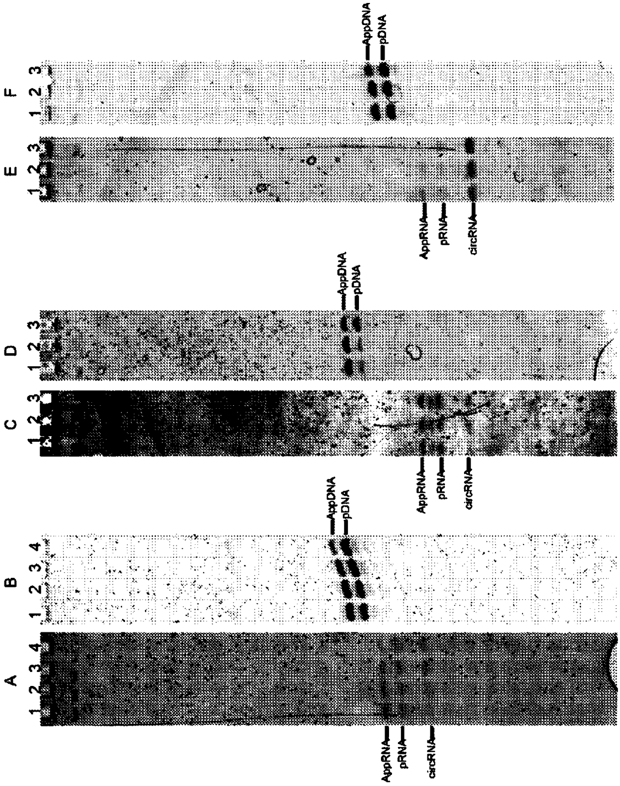 HYPER-THERMOSTABLE LYSINE-MUTANT ssDNA/RNA LIGASES