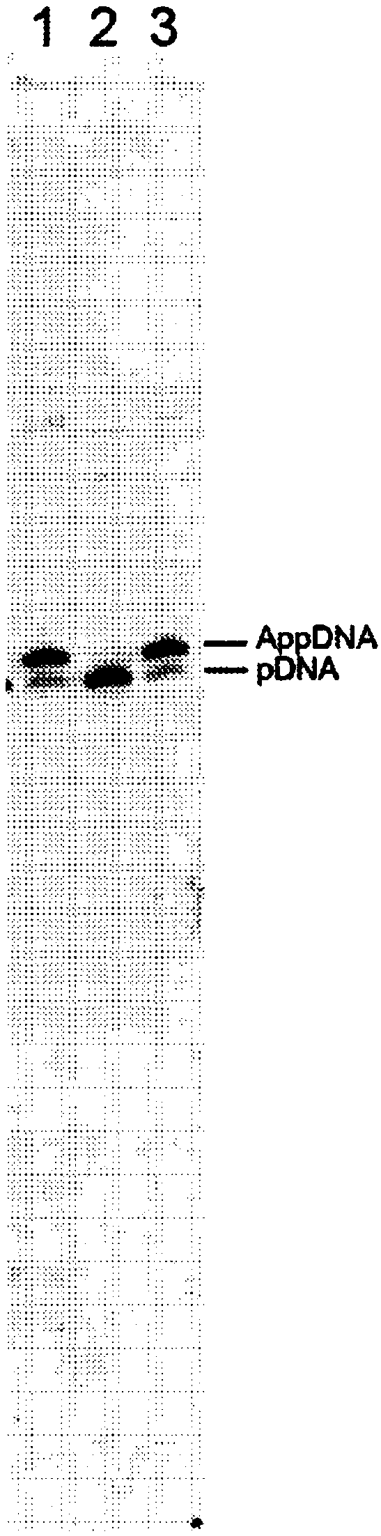 HYPER-THERMOSTABLE LYSINE-MUTANT ssDNA/RNA LIGASES