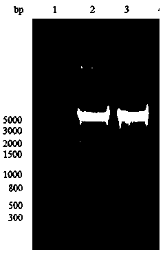 Enhance-like element gene for enhancing foreign protein expression and application of gene