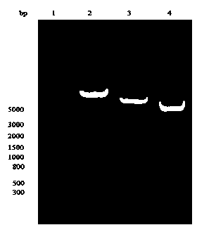 Enhance-like element gene for enhancing foreign protein expression and application of gene