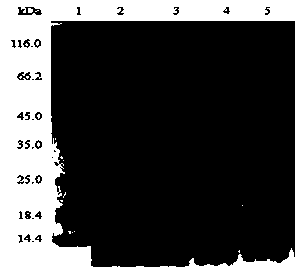 Enhance-like element gene for enhancing foreign protein expression and application of gene