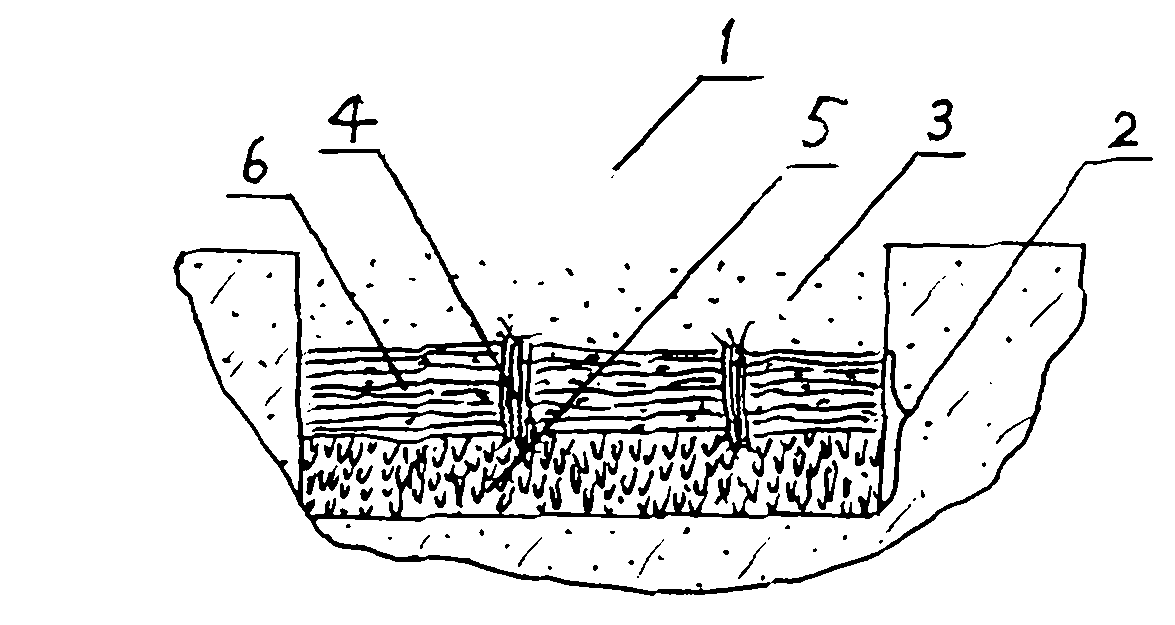 Method for improving coastal saline soil by using solidago canadensis