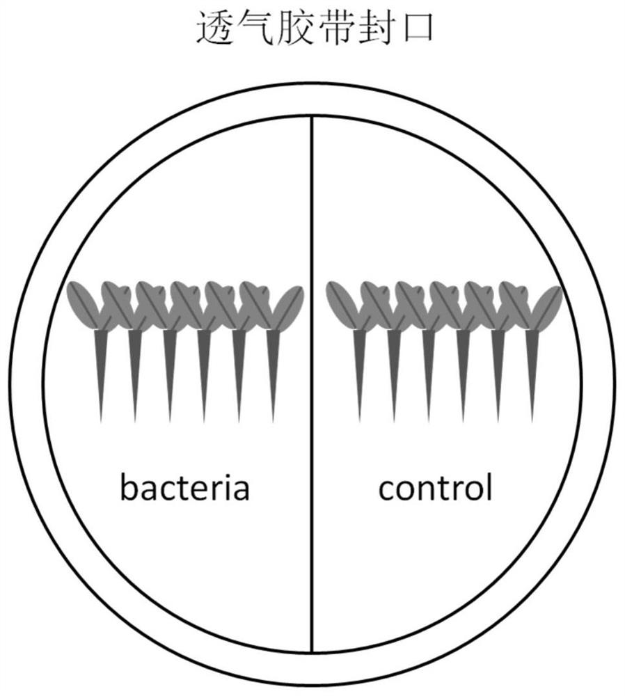 Experimental system for detecting influence of rhizosphere microorganisms on plant growth and root development and application thereof