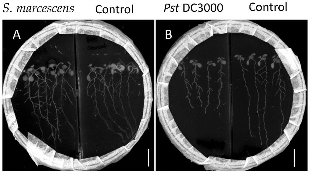 Experimental system for detecting influence of rhizosphere microorganisms on plant growth and root development and application thereof