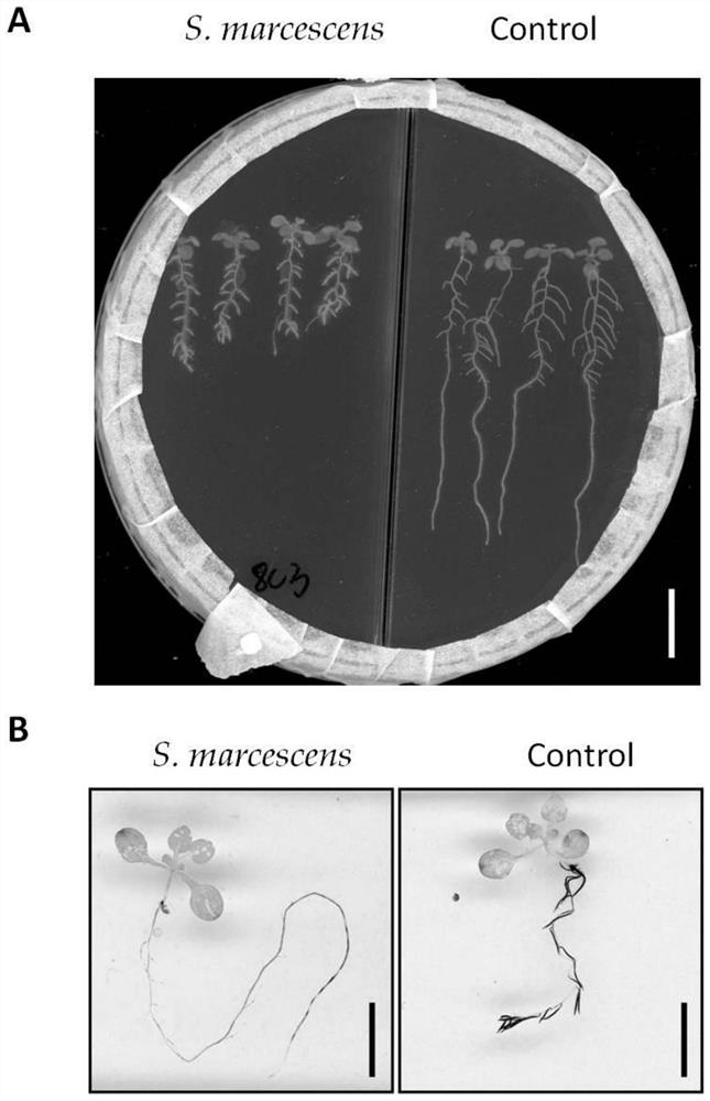 Experimental system for detecting influence of rhizosphere microorganisms on plant growth and root development and application thereof