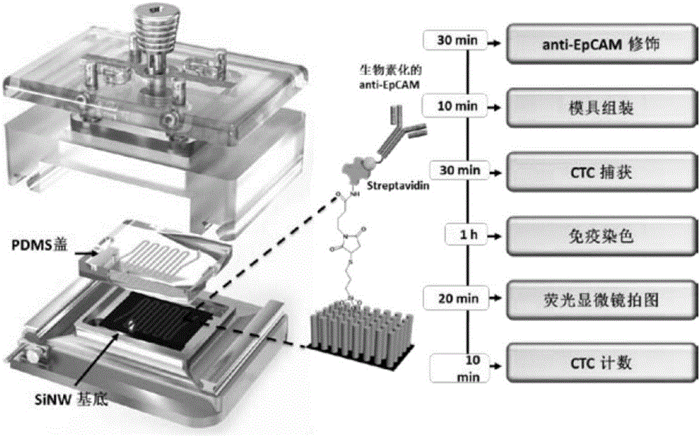 Probe and kit for circulating tumor cell and neutrophil leucocyte identification