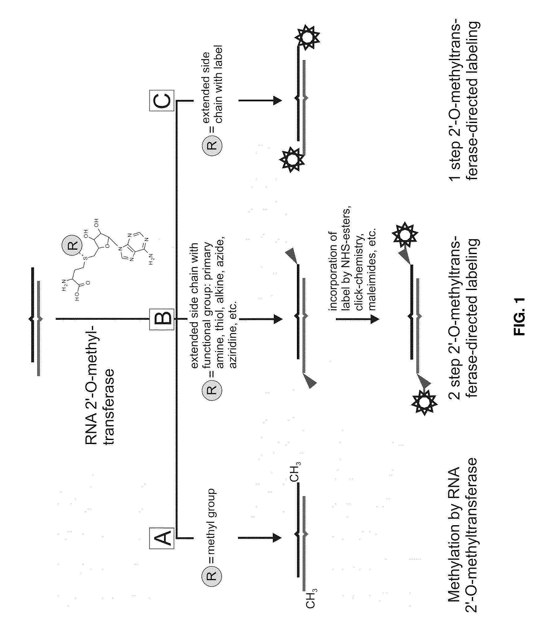 Analysis of small RNA