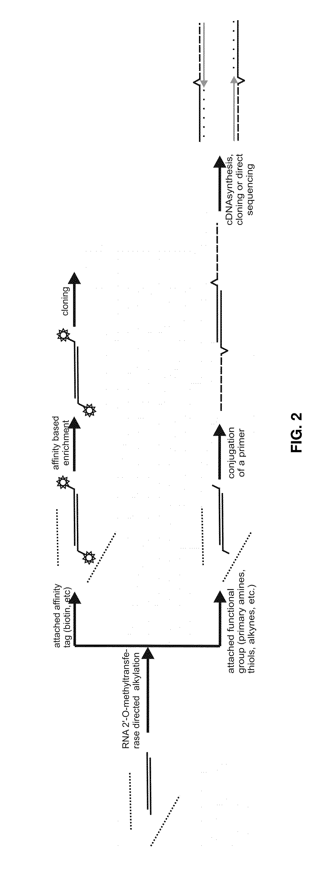 Analysis of small RNA