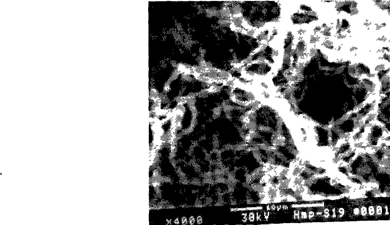 Sea actinomycete with antifungal activity and use thereof