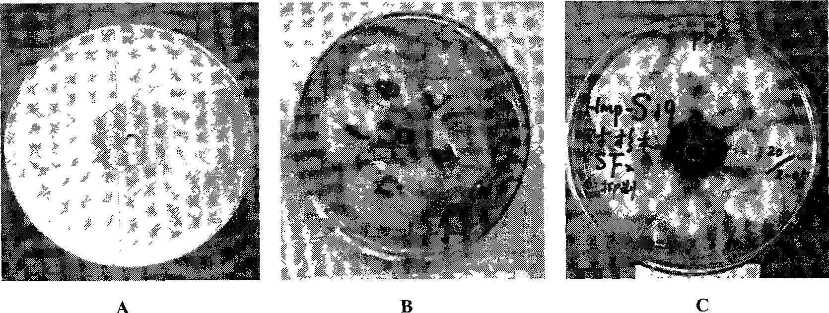 Sea actinomycete with antifungal activity and use thereof