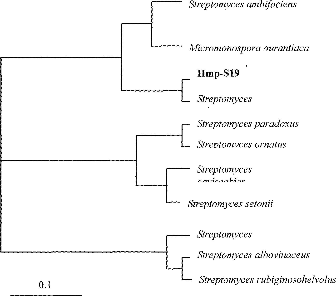 Sea actinomycete with antifungal activity and use thereof