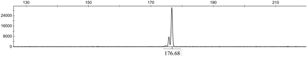 Primer combination for constructing wolfberry DNA fingerprint spectrum, and applications and method