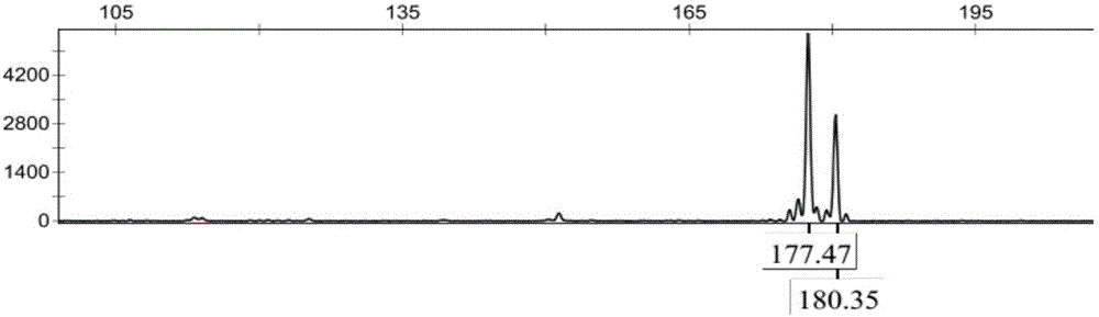 Primer combination for constructing wolfberry DNA fingerprint spectrum, and applications and method