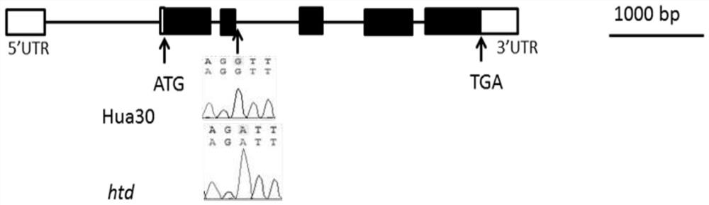 Molecular marker and application of intron 2-based identification of barley semi-dwarf multi-tiller gene hvhtd