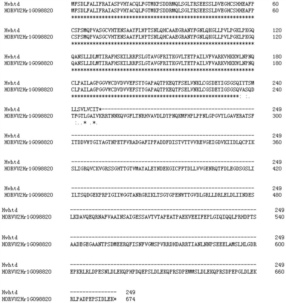 Molecular marker and application of intron 2-based identification of barley semi-dwarf multi-tiller gene hvhtd