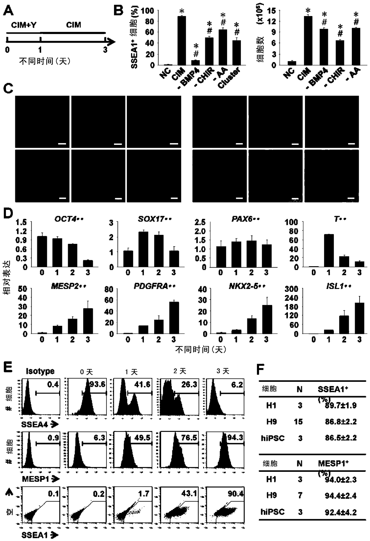 Method for preparing pluripotent cardiovascular precursor cells and maintaining their cardiovascular differentiation ability