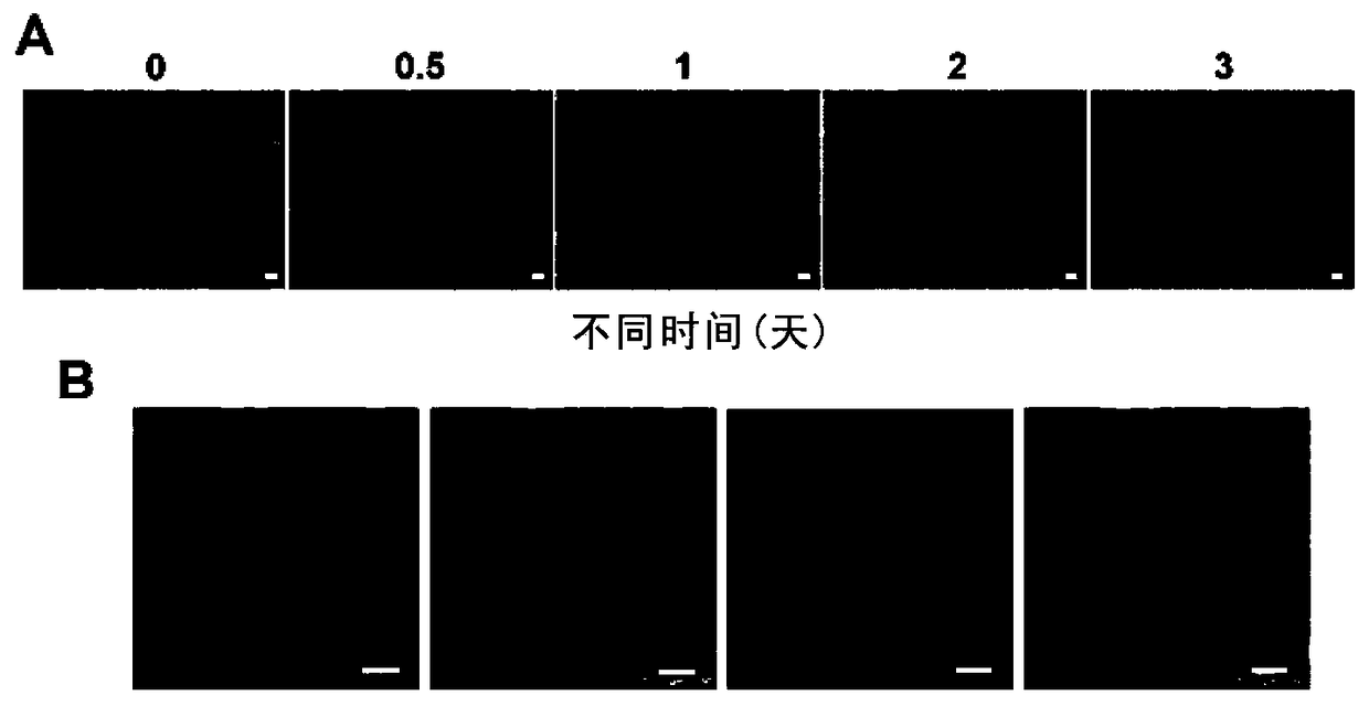 Method for preparing pluripotent cardiovascular precursor cells and maintaining their cardiovascular differentiation ability