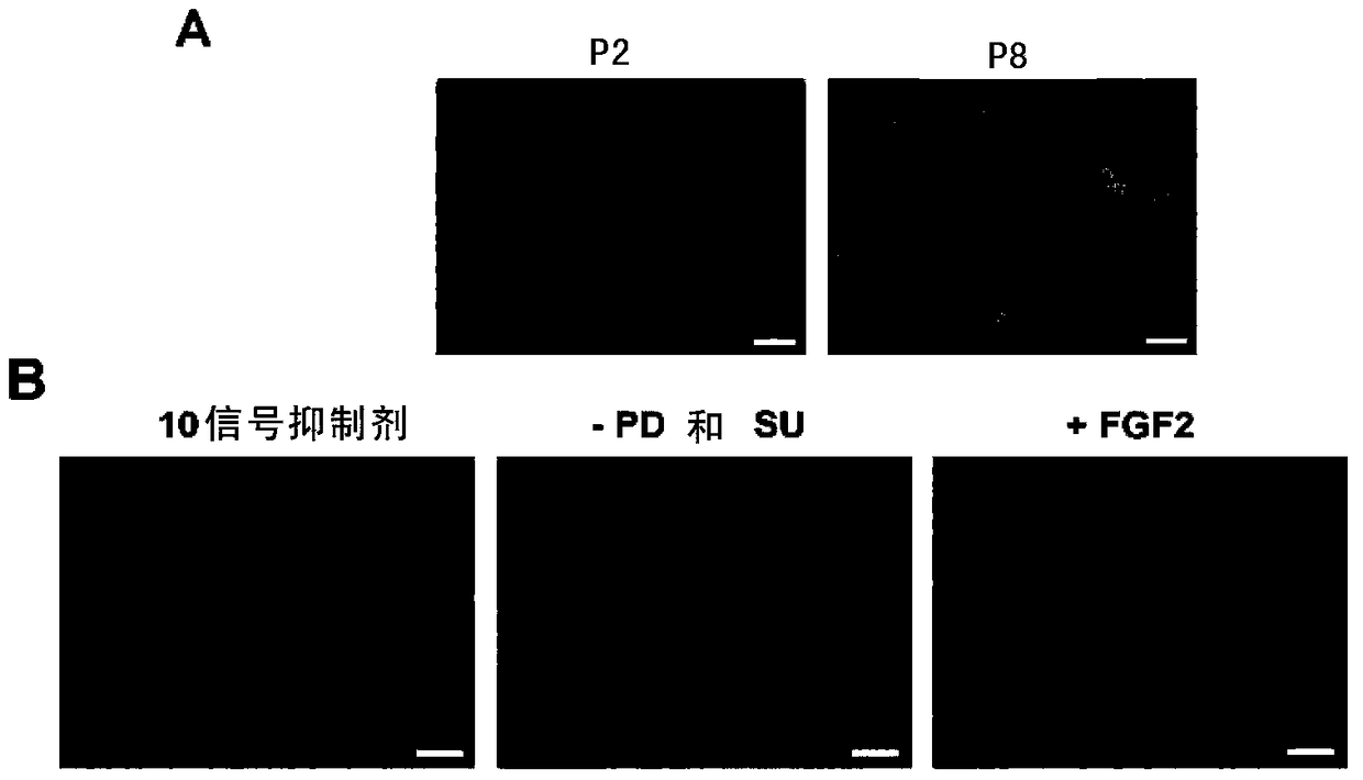 Method for preparing pluripotent cardiovascular precursor cells and maintaining their cardiovascular differentiation ability