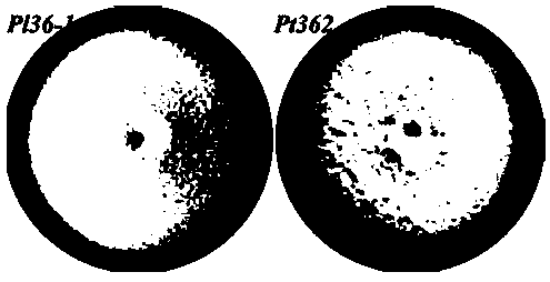 Plant root-knot nematode biocontrol bacterium as well as preparation and application thereof