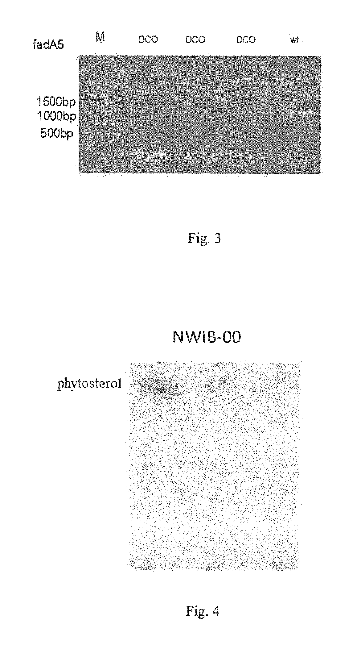 Hydroxyacyl-coenzyme A dehydrogenase gene, an acyl-coenzyme A thiolase gene, genetically engineered strains and a use thereof