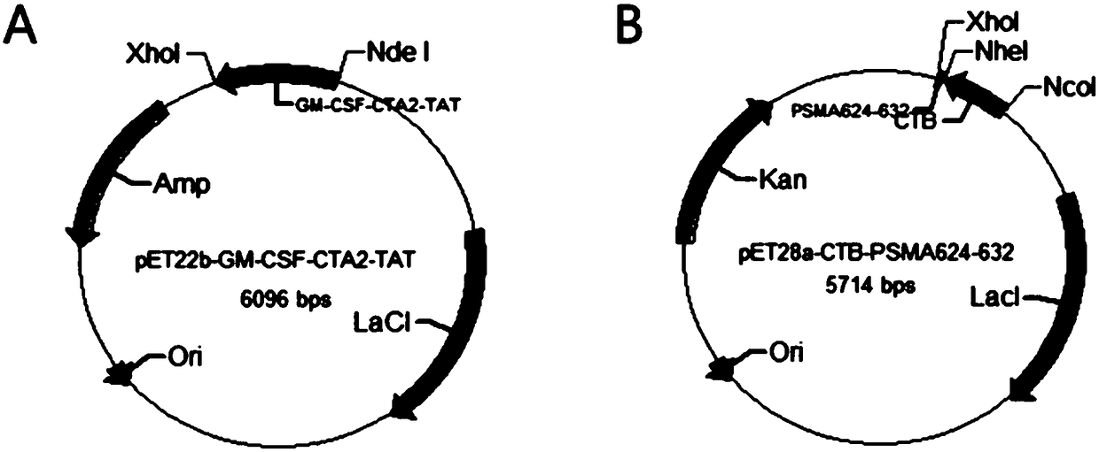 Anti-tumor chimeric protein, anti-tumor vaccine, and anti-tumor vaccine for nasal mucosa administration