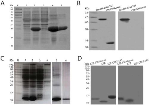 Anti-tumor chimeric protein, anti-tumor vaccine, and anti-tumor vaccine for nasal mucosa administration