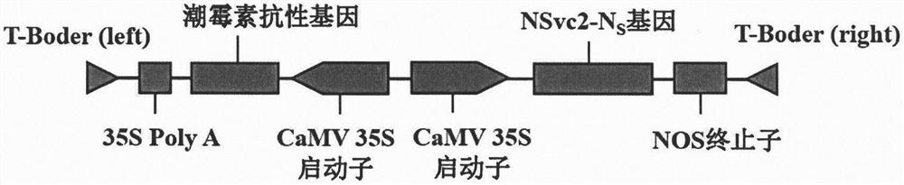 Method for creating rice material capable of blocking rice stripe virus transmission of laodelphax striatellus