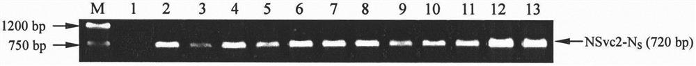 Method for creating rice material capable of blocking rice stripe virus transmission of laodelphax striatellus