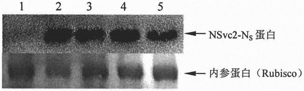 Method for creating rice material capable of blocking rice stripe virus transmission of laodelphax striatellus