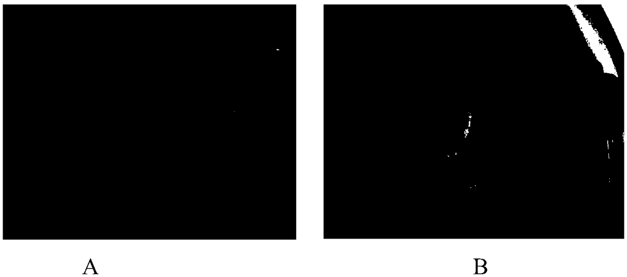 Yeast strain and application thereof