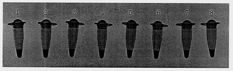 Loop-mediated isothermal amplification (LAMP) primer combination, LAMP kit and LAMP method for detecting trichothecenes