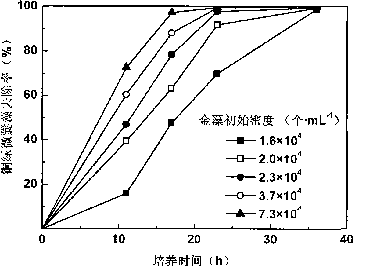 Culture method of golden algae and application thereof in controlling water-bloom algae aspect